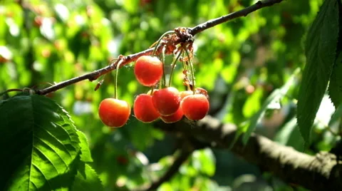 Cherry tree branches with rape fruits in summer garden Stock Footage 51398956