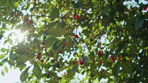 Cherry tree branches with ripe and unripe cherries and green leaves. Sunlight Stock Footage 276883419