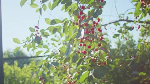 Cherry tree branches with ripe red cherries and green leaves. Sunlight filtering Stock Footage 276886841