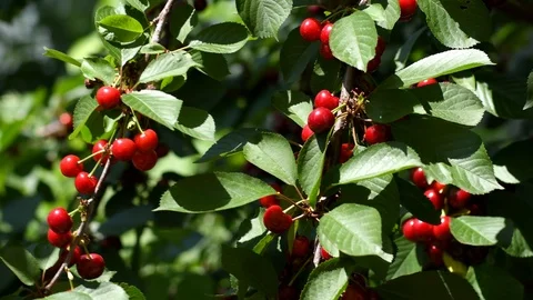 Cherry tree branches with ripening cherry in wind Stock Footage 109537539