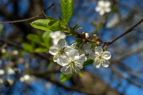 Cherry tree branches show white flowers with green leaves under a sunny sky.. Stock Photos