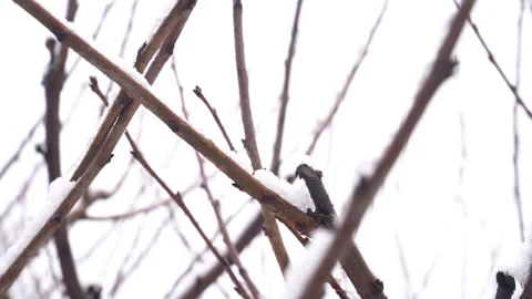 Cherry tree branches with snow creating a tranquil natural pattern against a Stock Footage 327791230