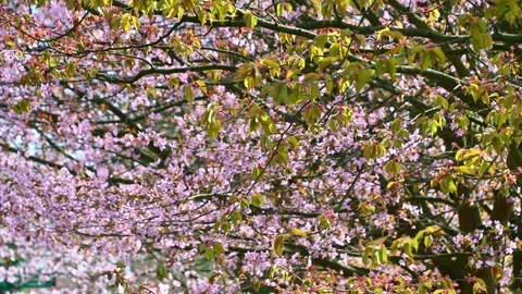 Cherry tree branches swaying with pink blossoms in park Stock Footage 332721725