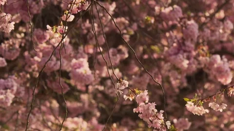 Cherry tree branches swaying in the wind Stock Footage 329234883