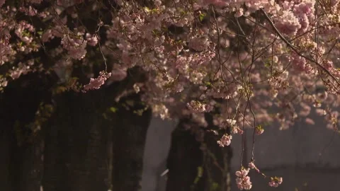 Cherry tree branches swaying in the wind Stock Footage 329234913