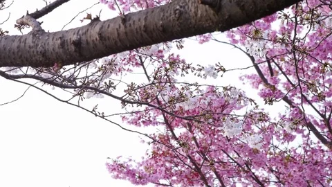 Cherry tree branches swinging in wind Stock Footage 74028568