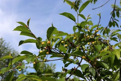 Cherry tree branches with unripe berries in a garden Stock Photos