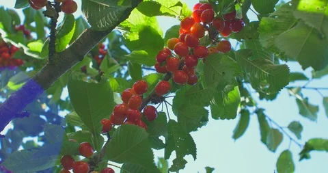 Cherry tree branches in the wind. Many Red ripe berries. Stock Footage 90966052