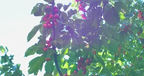 Cherry tree branches in the wind. Many Red ripe berries. Stock Footage 90966666