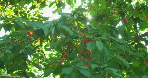 Cherry tree branches in the wind. Many Red ripe berries. Stock Footage 90967298