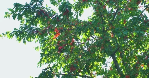Cherry tree branches in the wind. Many Red ripe berries. Stock Footage 90967699