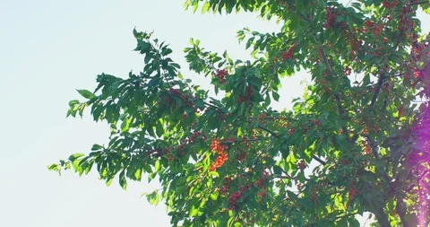 Cherry tree branches in the wind. Many Red ripe berries. Stock Footage 90968035