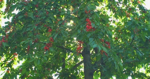 Cherry tree branches in the wind. Many Red ripe berries. Stock Footage 90968466