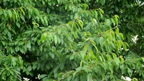 Cherry tree branches without fruits leafs on the wind on a rainy day thunders Stock Footage 111142246