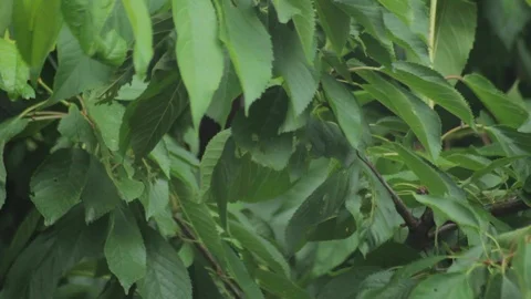 Cherry tree branches without fruits with a leafs on the wind in a rainy day Stock Footage 111227709