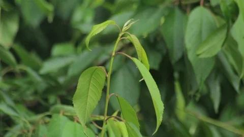 Cherry tree branches without fruits with a leafs on the wind on a rainy day Stock Footage 111285388