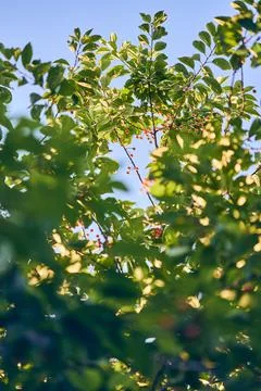 Cherry tree in bright sunlight in summer Stock Photos