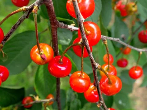 Cherry tree brunch with fresh and juicy berries growing in summer. Stock Photos