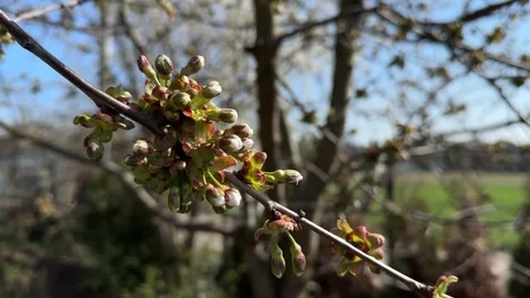 Cherry tree buds on branch before blooming in spring Stock Footage 306521444