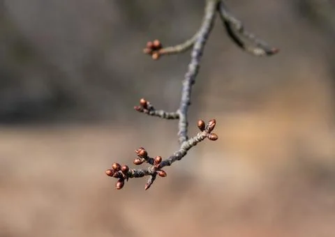 Cherry tree buds close up Stock Photos