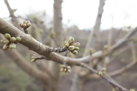 Cherry tree buds close up. Stock Photos