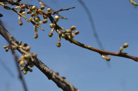 Cherry tree buds prepare to bloom under clear blue sky in early spring Stock Photos