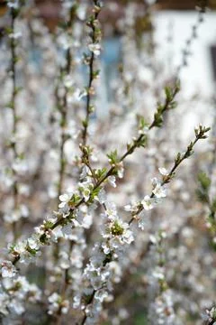 Cherry tree bush blooming with white flowers Stock Photos