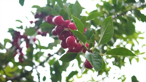 Cherry tree in Canada (Slow Motion) Stock Footage 88290020