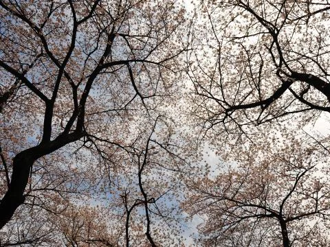 Cherry tree canopies in bloom Foto stock