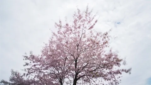A cherry tree in Cedarvale Park during the cherry blossom Stock Footage 113931814