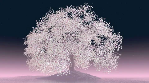 Cherry tree changes Stock Footage 142403595
