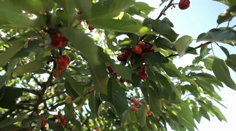 Cherry Tree with Cherries and sun flare - Tracking shot Stock Footage 38598003