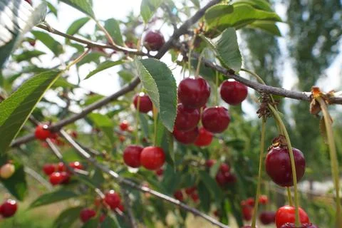 Cherry tree, cherries, cherry fruit, cherry branch Stock Photos