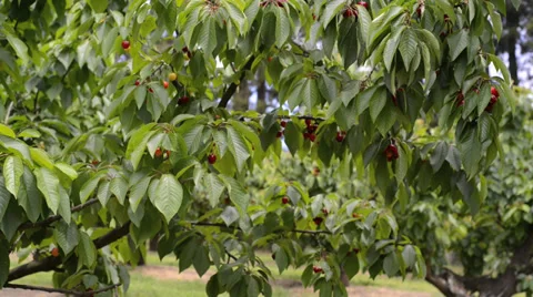 Cherry tree with cherries Stock Footage 38385398