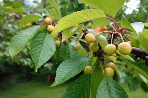 Cherry tree with cherries growing in the backyard garden. cherry tree leave.. Stock Photos