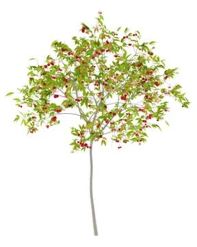 Cherry tree with cherries isolated on white background. 3d illustration Stock Illustration