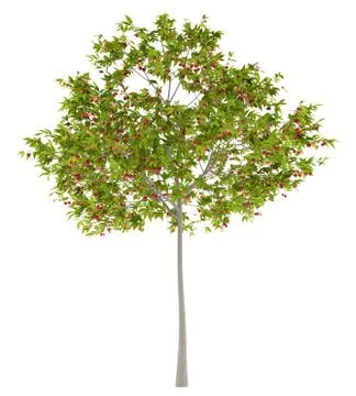 Cherry tree with cherries isolated on white background. 3d illustration Stock Illustration
