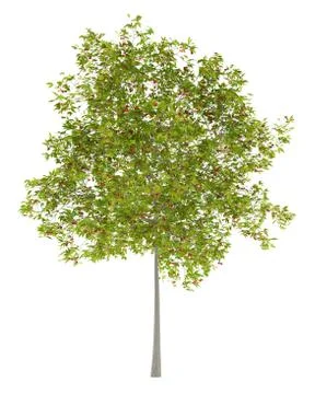 Cherry tree with cherries isolated on white background. 3d illustration Stock Illustration