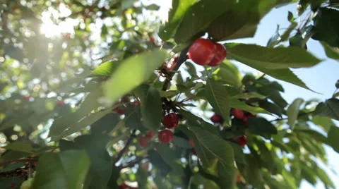 Cherry Tree with Cherries - Tracking shot Stock Footage 38478769