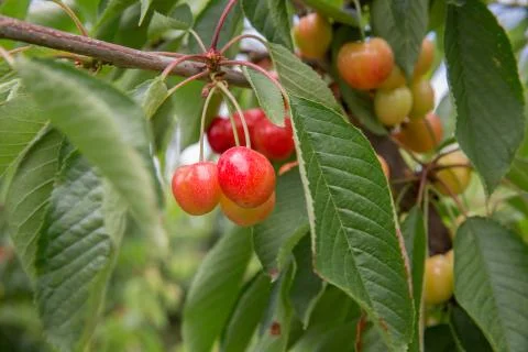 Cherry Tree cherry background cherry with leaf Stock Photos