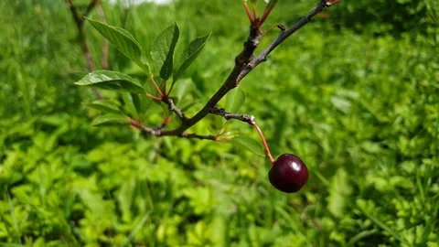 Cherry tree. Cherry berries on the tree. Stock Footage 112134075
