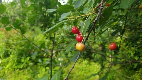 Cherry tree. Cherry berries on the tree. Stock Footage 112328845