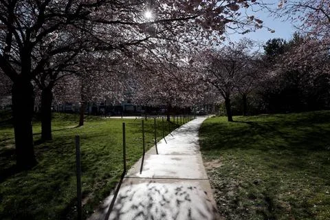  Cherry tree Cherry blossoms in a park in Paris, Ile de France, France. Co... 스톡 사진