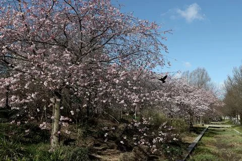  Cherry tree Cherry blossoms in a park in Paris, Ile de France, France. Co... 스톡 사진