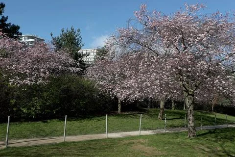 Cherry tree Cherry blossoms in a park in Paris, Ile de France, France. Cop... 스톡 사진