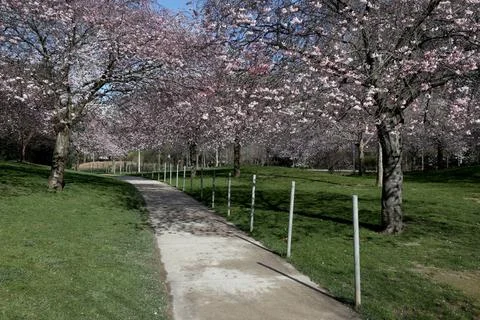 Cherry tree Cherry blossoms in a park in Paris, Ile de France, France. Cop... 스톡 사진