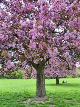 A cherry tree close-up Stock Photos
