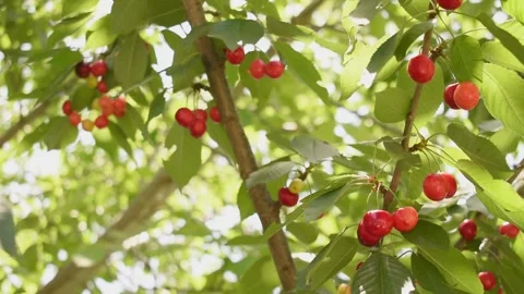 Cherry tree closeup. cherries hanging from tree Stock Footage