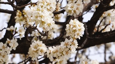 Cherry Tree Closeup Stock-Footage 106058797