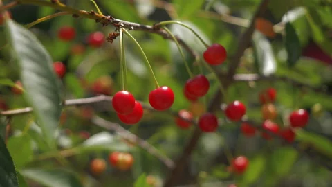 Cherry tree, closeup Stock Footage 199957674